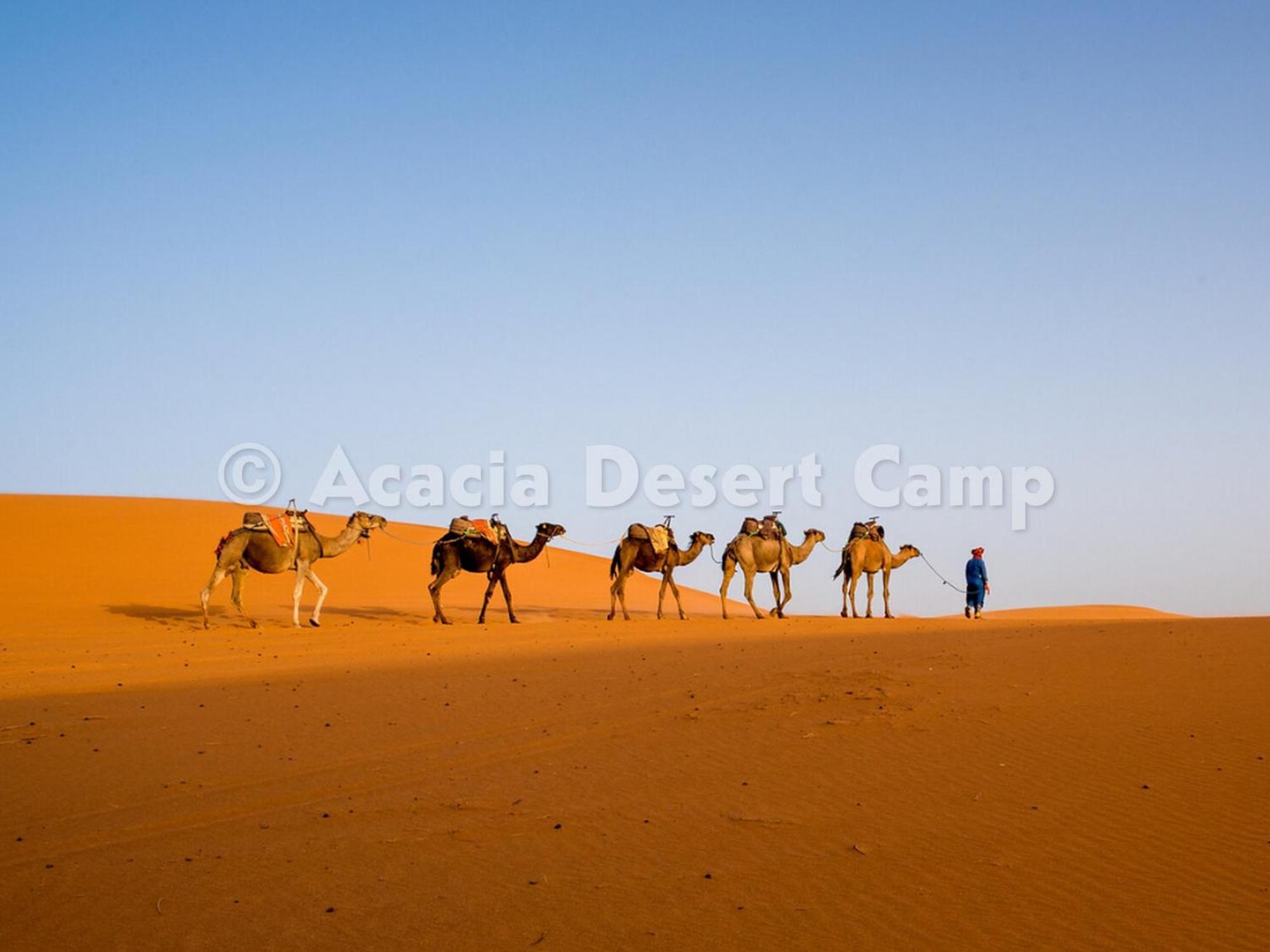 فندق Acacia Desert Camp مرزوكة المظهر الخارجي الصورة