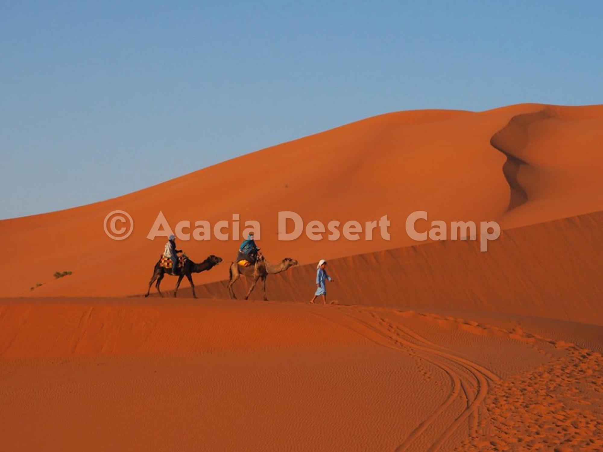 فندق Acacia Desert Camp مرزوكة المظهر الخارجي الصورة